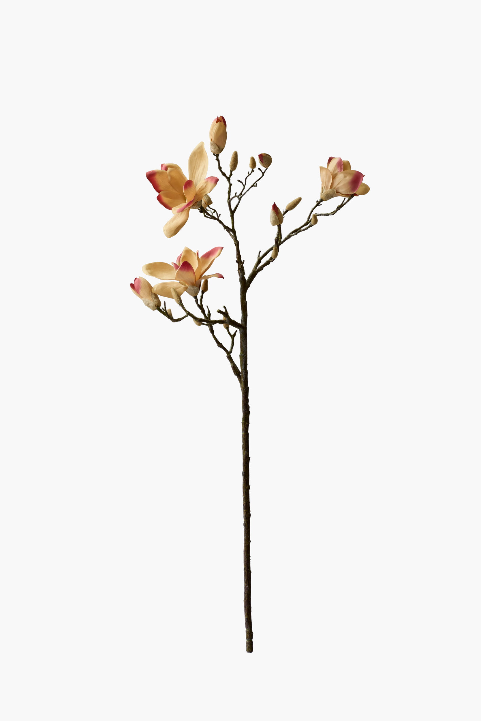 Large Branch Yulan Magnolia - Autumn (Gradient)